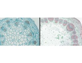 HELIANTHUS YOUNG & MATURE STEM (CS) QS