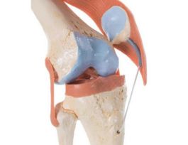 MODEL DELUXE FUNCTIONAL KNEE JOINT