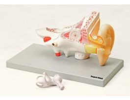 MODEL HUMAN EAR