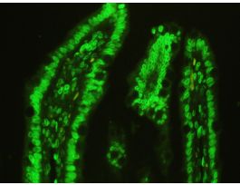 DYLIGHT488 CONJUGATED AVIDIN
