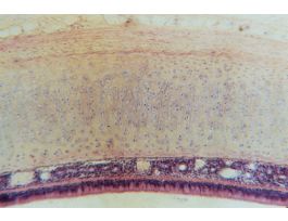 HYALINE CARTILAGE H&E MAMMAL TRACHEA.