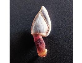 GOOSE BARNACLE (LEPAS OR MITELLA) JAR/10