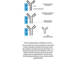 HOOK IGG BIOTINYLATION (AMINE)