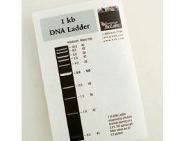 1 KB DNA LADDER 200 GEL LANES