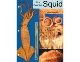 CHART BIOCAM CONCISE SQUID 8 1/2 X 11