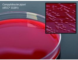 PLATE CAMPY CVA AGR 5%SHEP 15X100MM PK10