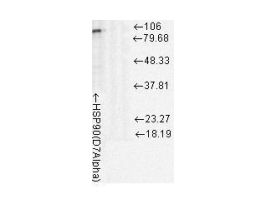 HSP90 ANTIBODY 100UG