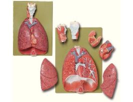 MODEL LUNGS HEART LARYNX
