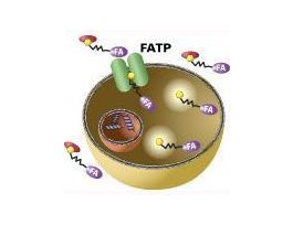QBT FATTY ACID UPTAKE ASSAY BULK KIT
