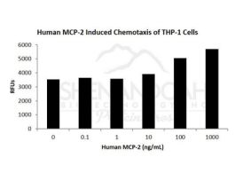 HUMAN MCP-2 (CCL8) 10UG