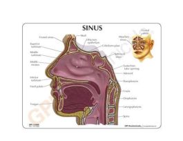 MODEL BASIC SINUS