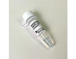 DEOXYNUCLEOTIDE SOLUTION MIX