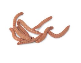 LIVE MEALWORM LARVAE PKG/500 (TENEBRIO)