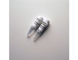 BACTEROIDES HEPARINASE I - 600