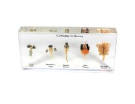 EMBEDMENT COMPARATIVE BRAINS