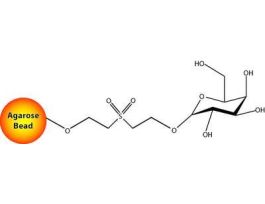 RESIN IMMOB D-GALACTOSE 5MLF/PUR LEC