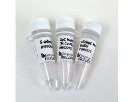 GPC METHYLTRANSFERASE 1000U