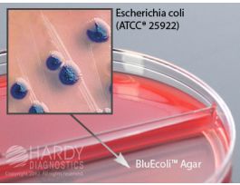 BLUECOLI URINE BIPLATE PK10