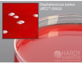 COLUMBIA CNA AGAR PK10