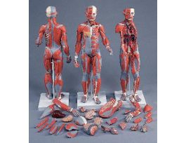 MODEL MUSCULAR MODL DUAL SEX 33PT