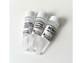 T4 PHAGE BETA-GLU-TRANSF 2500