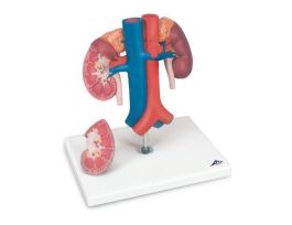 MODEL KIDNEYS W VESSELS 2PT