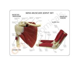 MODEL MINI JOINT SET MUSCLED