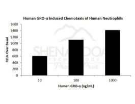 HUMAN GRO ALPHA (CXCL1) 1MG