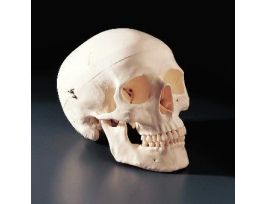 MODEL HUMAN SKULL 3 PART