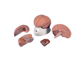 MODEL BRAIN 4-PART