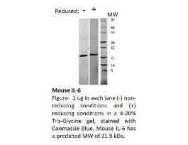 RECOM E.COLI MOUSE IL-6 >/=95% 500UG