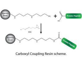 RESIN CARBOXYL COUPLING DADPA 25ML