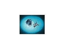 BAG,FEP,TYPE A-2MIL,2X2,100PK CS