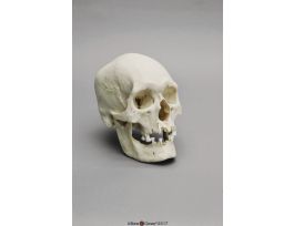 MODEL SKULL M POLYNESIAN