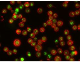 ANNEXIN V CF647 CONJUGATE