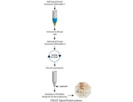 PROTEINS SIGNAL FOCUS 2D ELP 50PREPS
