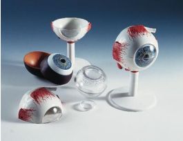 MODEL EYE 3X SIZE 6-PART