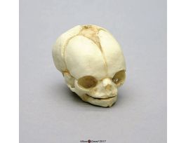 MODEL SKULL FETAL 21-1/2 WKS