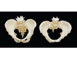 MODEL PELVIS FEMALE
