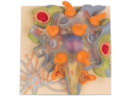 MODEL NEURON CELL BODY