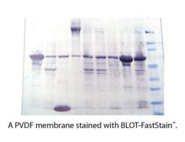 STAIN MEMBRANE BLOT-FASTSTAIN 25BLOTS