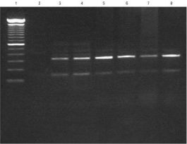 KIT NUCLEON BACC3 F/GNMC DNA EXTRN