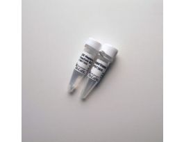 BACTEROIDES HEPARINASE II - 20