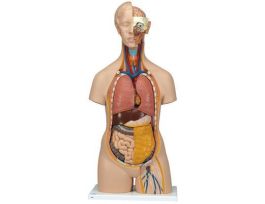 MODEL CLASSIC 14 PRT UNISEX TORSO 87CM