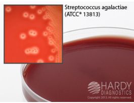 AGAR BOVINE SELECTIVE STREP F/ISOLATION