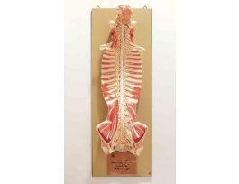 MODEL CENTRAL NERVOUS SYSTEM