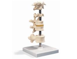 MODEL 5 VERTEBRAE