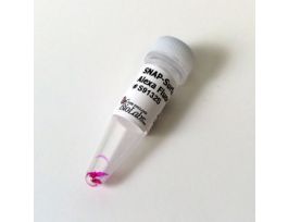 SNAP SURFACE ALEXA FLUOR 546.