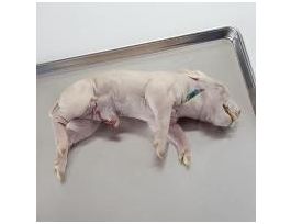 FETAL PIG 14 PLAIN PL/10