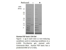 100-146-500UG HUMAN FGF 154 BASIC